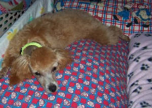 anniebedtimeweb.jpg