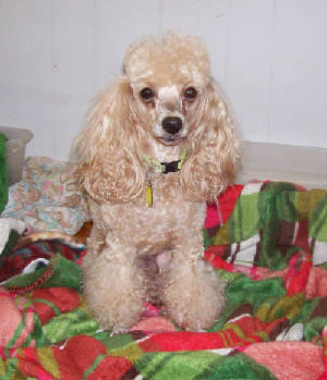 anniejun_09_8943.jpg