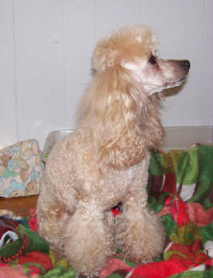 anniejun_2009_8942.jpg