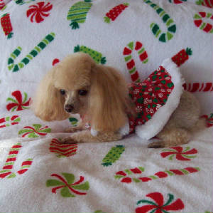 barbie_christmas09w_1146.jpg