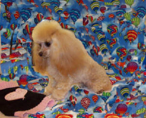 barbieballoon_6182.jpg