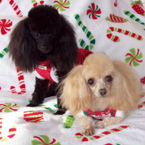 barbiemoxie_christmas09w_1167.jpg