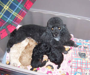 beautypups4weeksw.jpg