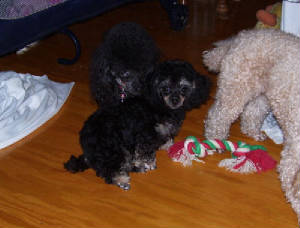 bunny13wks_hope_0612.jpg
