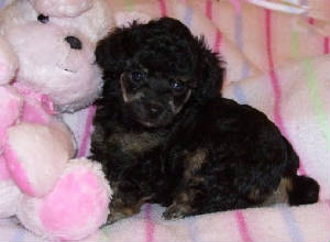 bunny6wks_w415.jpg