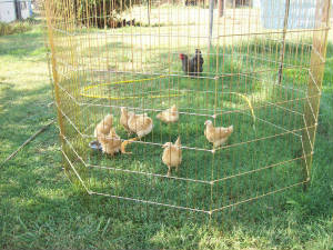 chicks5wk_2011_4051.jpg