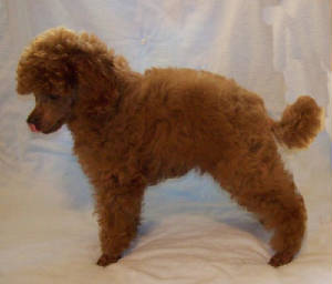 comet11wk_44oz_7534.jpg