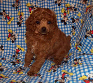 comet7wk_34_7oz_7087.jpg
