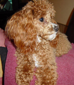 cooper1year_2w.jpg