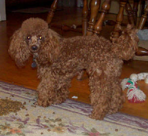 dinky_1yr_8876.jpg