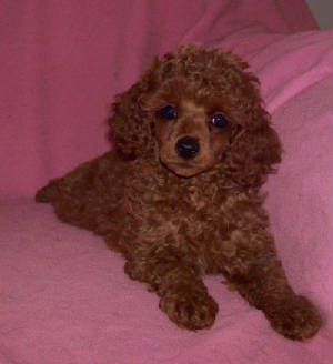 dolly_7.5wk_5321.jpg