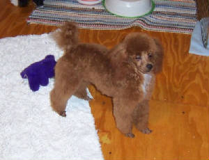 mac3val06w.jpg