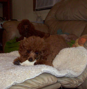 mackie6mo_5lb_8874.jpg