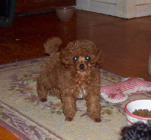 mackie_12wk_7618.jpg