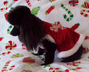 moxie_christmas09w_1095.jpg