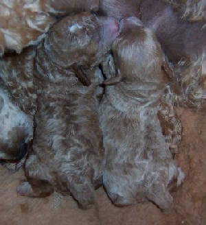 newborncopperpierrew.jpg