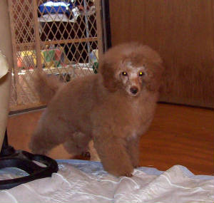pete_17wk_3681.jpg