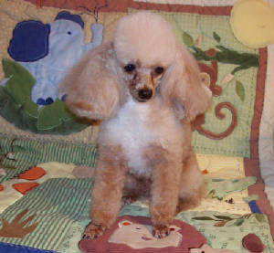 raggs_6yr_4.4lb_3032.jpg