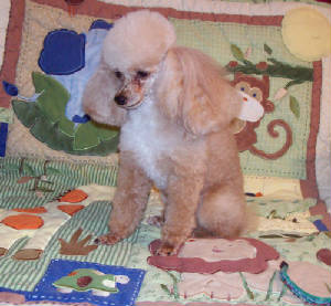 raggs_6yr_4.4lb_3035.jpg