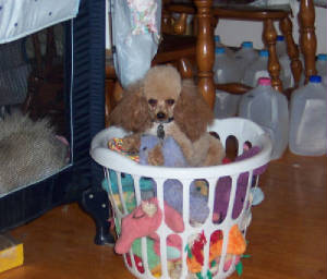 raggsintoybasket_5515.jpg