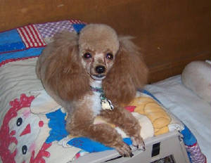 raggsmay2006web2.jpg
