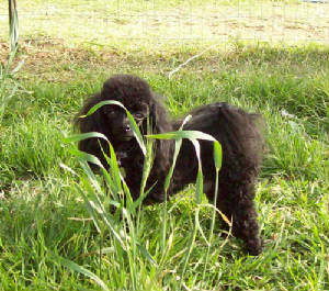 raraygrass_7938.jpg