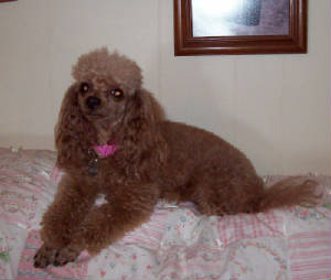 rosie4yrs_dec1_3313.jpg