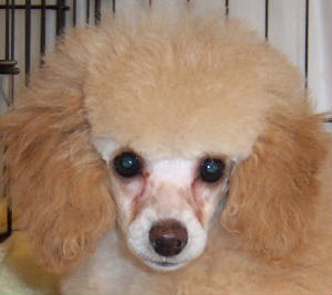roxie12wkface1w.jpg