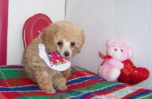 roxie2val06w.jpg