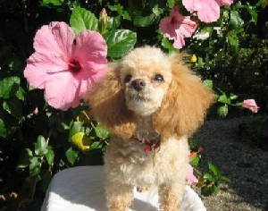 roxie4moweb.jpg