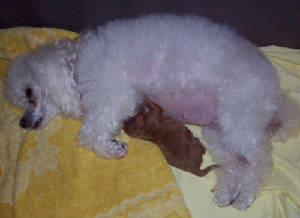 satinbaby_1323.jpg