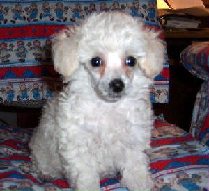 satins first night home