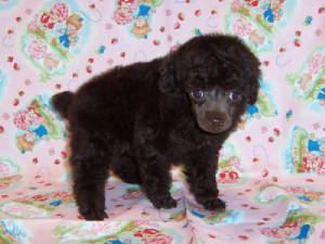 sienna6wks_5334.jpg