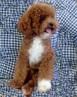 tigger_1year_june2012.jpg