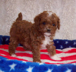 tigger_4wk_4139.jpg