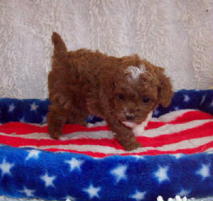 tigger_4wk_4140.jpg