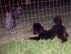 wren_chicken_9969.jpg