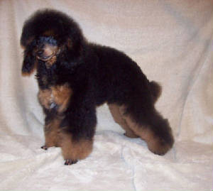 wreny19wk_9287.jpg
