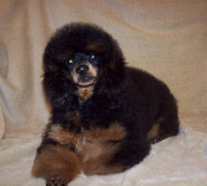 wreny19wk_9289.jpg