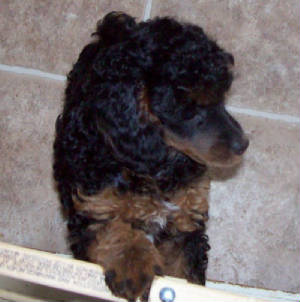 wreny8wk_42oz_w8518.jpg