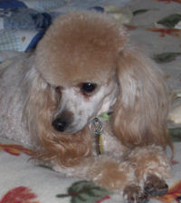 annieface4pup2.jpg