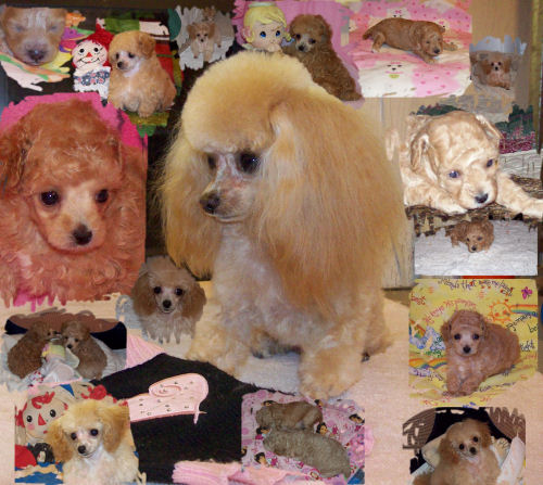 barbie2_collage_6200.jpg