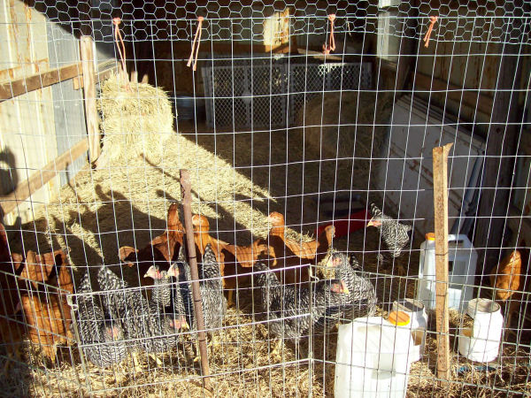 chickens1_5936.jpg