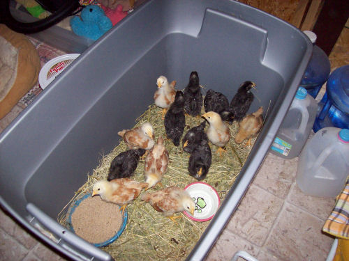 chicks2wk_5595.jpg