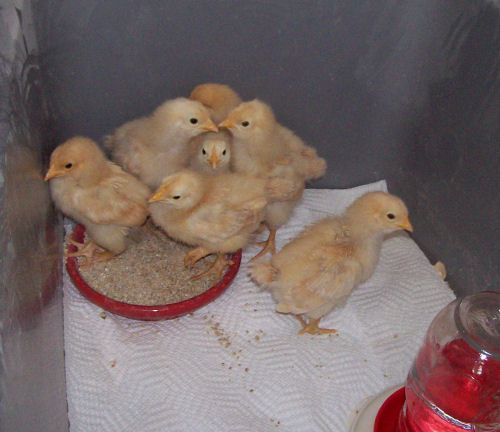 chicks_13days_3902.jpg