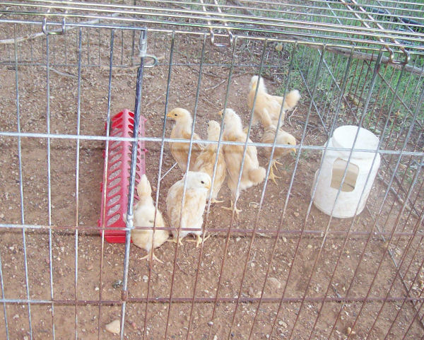 chicks_3.5wk_jun16_4007.jpg