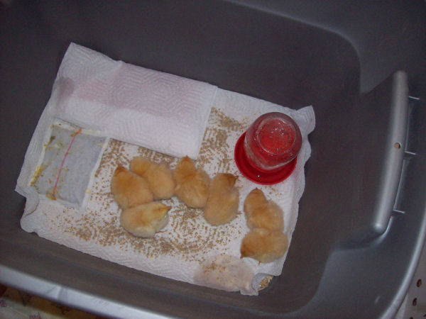 chicks_may25_3868.jpg