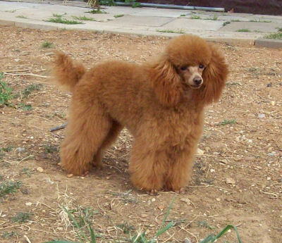 dinky9_7434.jpg