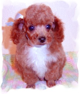 Raggie