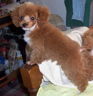 raggsfirstbodytrim.jpg